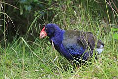 South Island Takahe